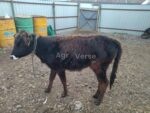 🐄 იყიდება დეკეული