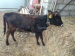 🐄 იყიდება დეკეული - Image 2