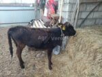 🐄 იყიდება დეკეული - Image 4