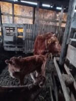 🐄 იყიდება ძროხები ხბოებით
