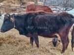 🐄 იყიდება ძროხები ხბოებით - Image 2