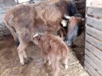 🐄 იყიდება ძროხები ხბოებით - Image 3