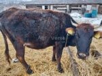🐄 იყიდება ძროხები ხბოებით - Image 4