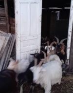 🐐 იყიდება თხები