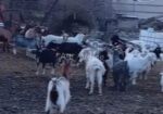 🐐 იყიდება თხები - Image 2