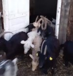 🐐 იყიდება თხები - Image 3