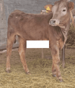 🐄 იყიდება 3 სული შვიცის დეკეული
