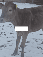 🐄 იყიდება 3 სული შვიცის დეკეული - Image 2