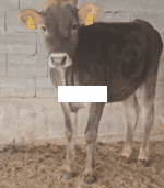 🐄 იყიდება 3 სული შვიცის დეკეული - Image 3