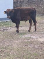 🐄 იყიდება 2 ცალი მოზვერი