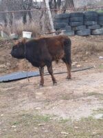 🐄 იყიდება 2 ცალი მოზვერი - Image 2