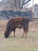 🐄 იყიდება 2 ცალი მოზვერი - Image 3