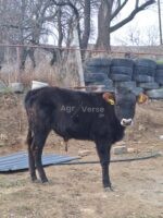 🐄 იყიდება 2 ცალი მოზვერი - Image 4