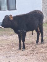 🐄 იყიდება 2 ცალი მოზვერი - Image 5