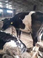 🐄 იყიდება ძროხა და დეკეული