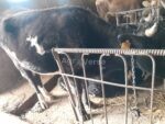 🐄 იყიდება ძროხა და დეკეული - Image 2
