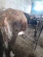 🐄 იყიდება ძროხა და დეკეული - Image 3