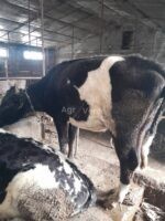 🐄 იყიდება ძროხა და დეკეული - Image 4