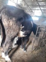 🐄 იყიდება ძროხა და დეკეული - Image 5