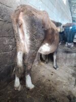 🐄 იყიდება ძროხა და დეკეული - Image 6