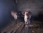 🐄 იყიდება 2 მოზარდი მოზვერი