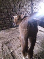 🐄 იყიდება 2 მოზარდი მოზვერი - Image 2