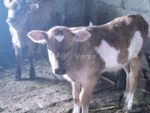 🐄 იყიდება 2 მოზარდი მოზვერი - Image 3