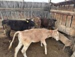 🐄 იყიდება 4 დეკეული — 6–7 თვის
