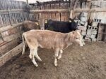 🐄 იყიდება 4 დეკეული — 6–7 თვის - Image 2