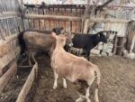 🐄 იყიდება 4 დეკეული — 6–7 თვის - Image 3