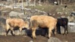 🐄 იყიდება 12 მოზვერი