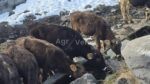 🐄 იყიდება 12 მოზვერი - Image 2