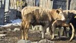 🐄 იყიდება 12 მოზვერი - Image 3