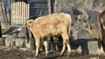 🐄 იყიდება 12 მოზვერი - Image 4