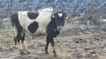🐄 იყიდება 12 მოზვერი - Image 5