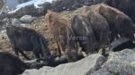 🐄 იყიდება 12 მოზვერი - Image 6