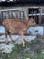 იყიდება ადგილობრივი კარგი ჯიშის ხბოები