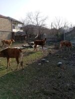 იყიდება 5 ცალი დეკეული