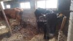იყიდება დეკეულები - Image 2