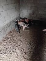 იყიდება ძალიან კარგი ჯიშის გოჭები - Image 2