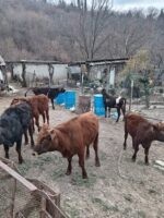 იყიდება მოზვერი
