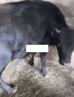 იყიდება პირუტყვი
