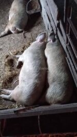 იყიდება დედაღორები