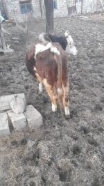 იყიდება მოზვერი – 4 წლის - Image 2