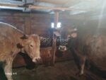 იყიდება ხარები, 9 წლის, ჯანმრთელები. - Image 2