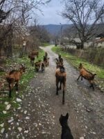 იყიდება თხები არიან დედლები და კარგი მეწველები