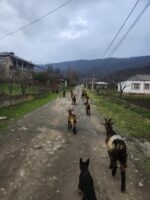 იყიდება თხები არიან დედლები და კარგი მეწველები - Image 2