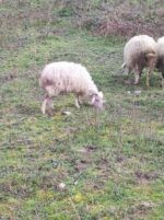 იყიდება ბატკანი. - Image 2