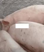 იყიდება საბეკონე ღორები