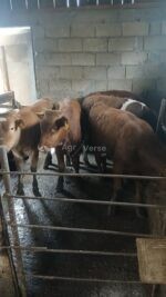 იყიდება საქონელი - Image 2